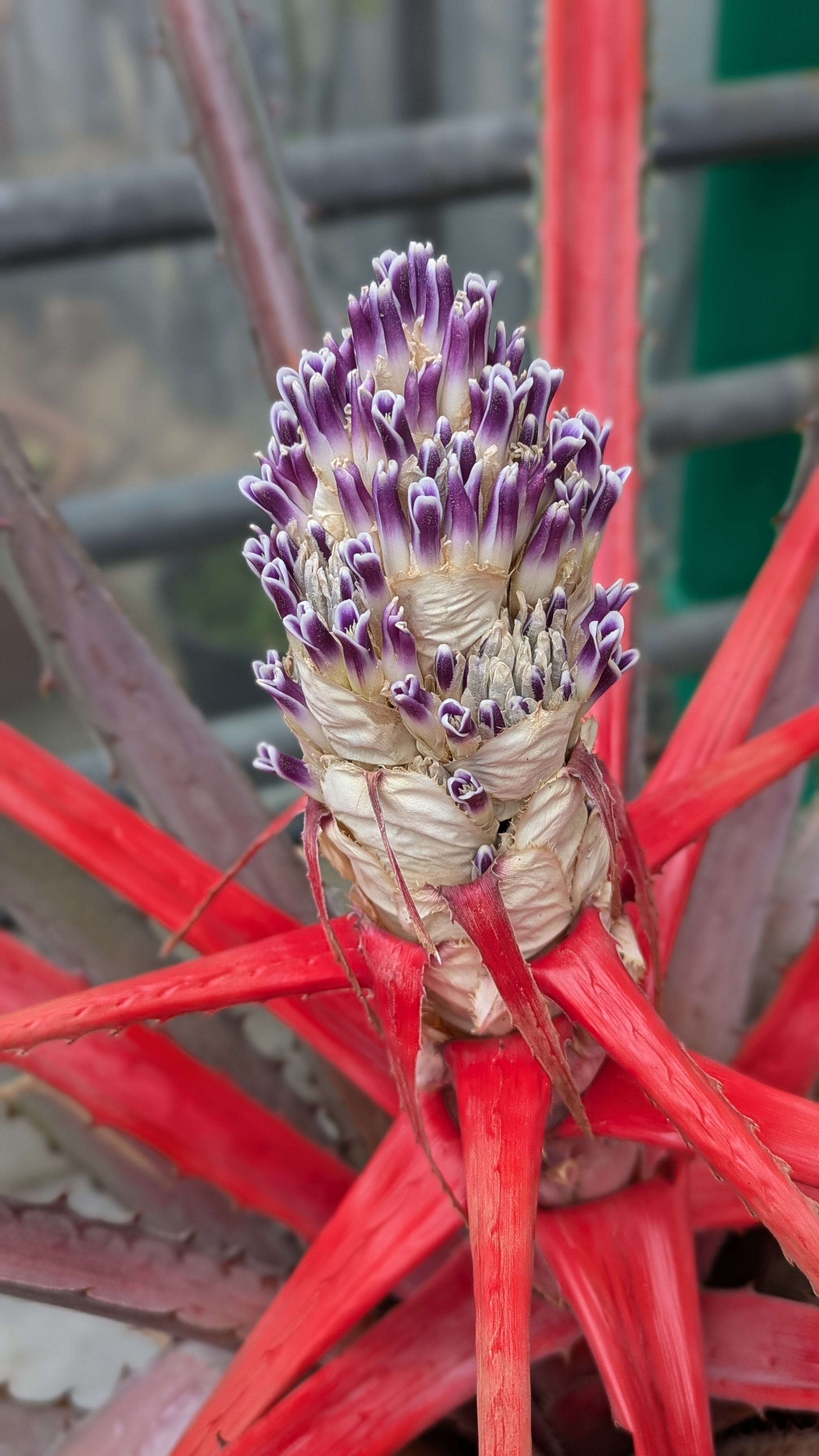 preview Bromelia alta L.B.Sm.